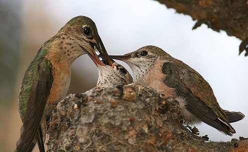 A female Calliope Hummingbird feeding her chicks.